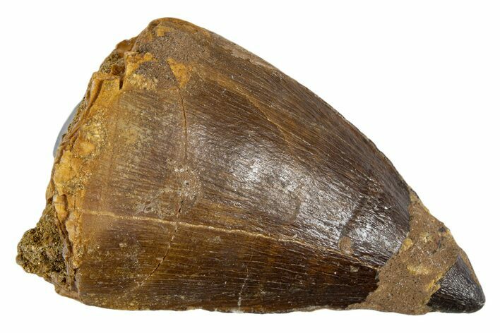 Fossil Mosasaur (Thalassotitan) Tooth - Morocco #345100